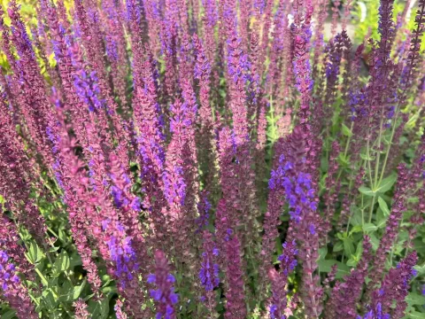 Salvia nemorosa 'Ostfriesland'