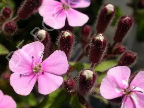 Saponaria ocymoides