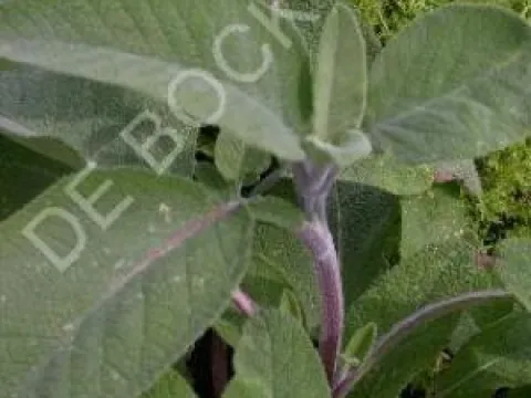 Salvia officinalis 'Berggarten'