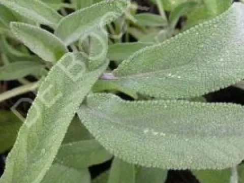 Salvia officinalis