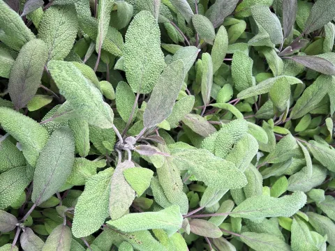Salvia officinalis 'Purpurascens'