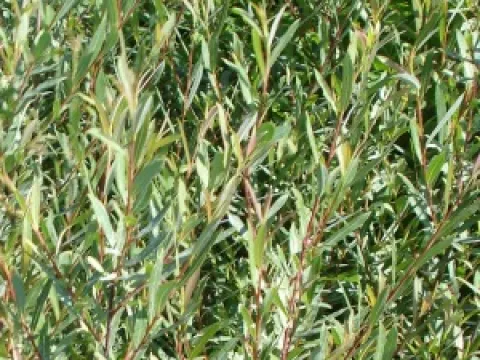 Salix purpurea 'Nana'