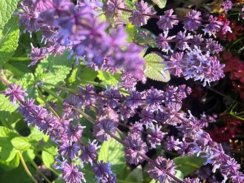 Salvia verticillata 'Hannay's Blue'