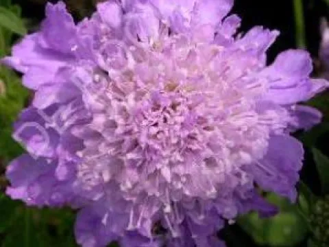 Scabiosa columbaria 'Butterfly Blue'