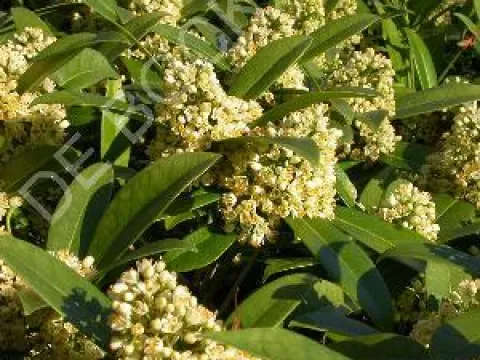 Skimmia confusa 'Kew Green'