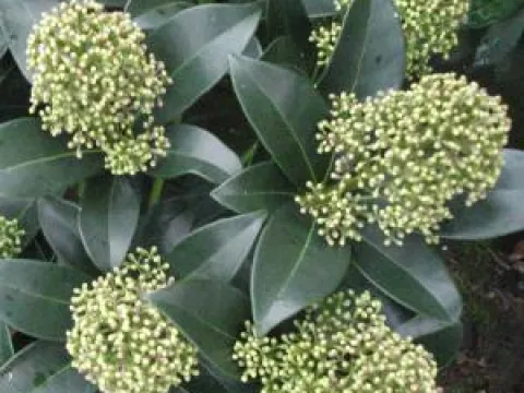 Skimmia japonica 'Fragrant Cloud'