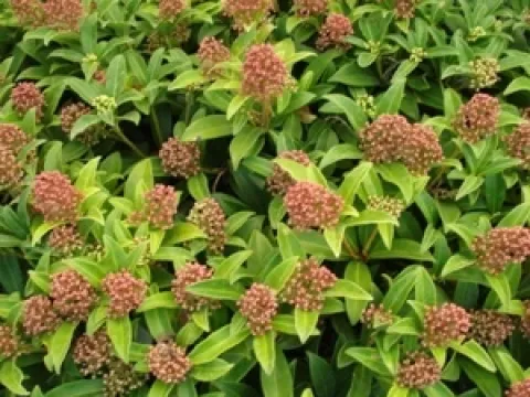 Skimmia japonica 'Marlot'