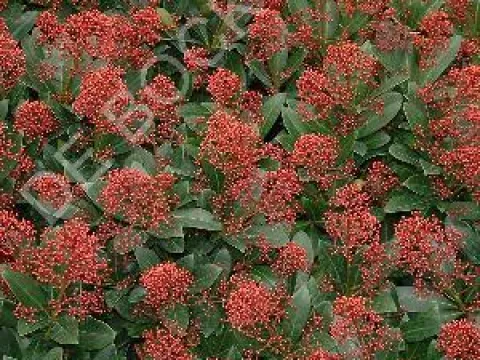 Skimmia japonica 'Rubella'