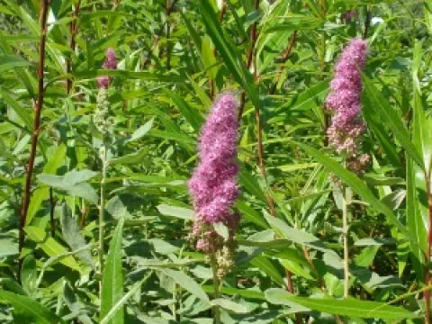Spiraea billiardii