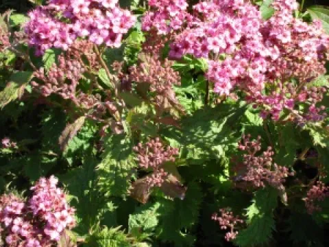 Spiraea japonica 'Crispa'