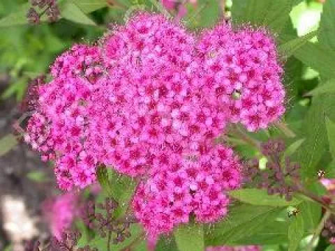 Spiraea japonica 'Genpei'