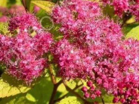 Spiraea japonica 'Goldflame'