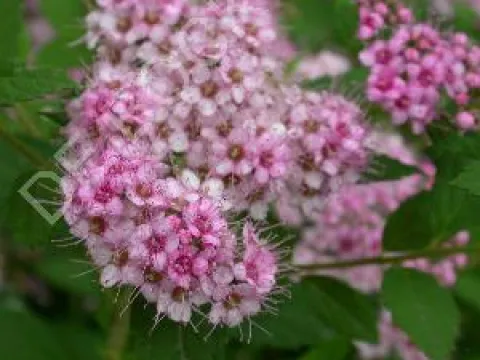 Spiraea japonica 'Little Princess'