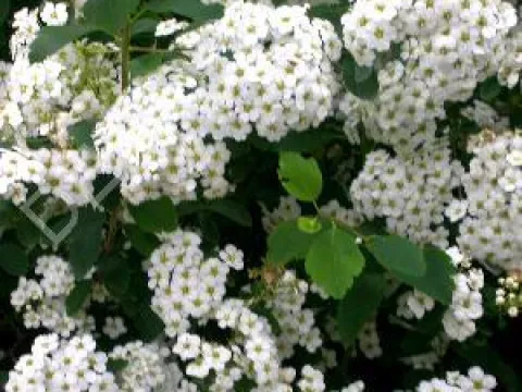 Spiraea vanhouttei