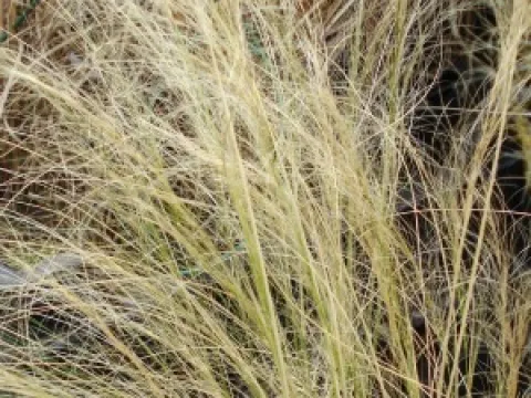 Stipa tenuissima 'Pony Tails'