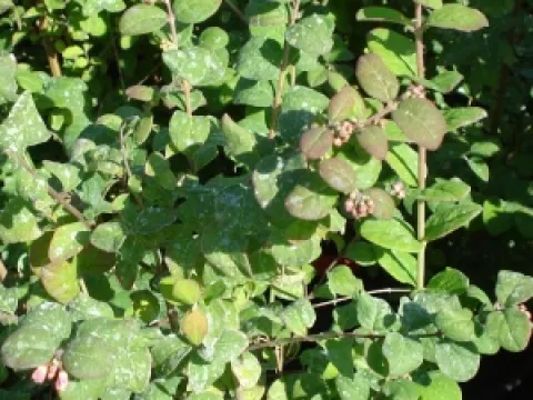 Symphoricarpos doorenbosii 'Magic Berry'
