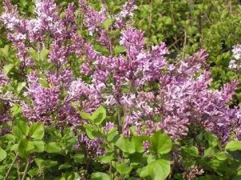 Syringa meyeri 'Palibin'