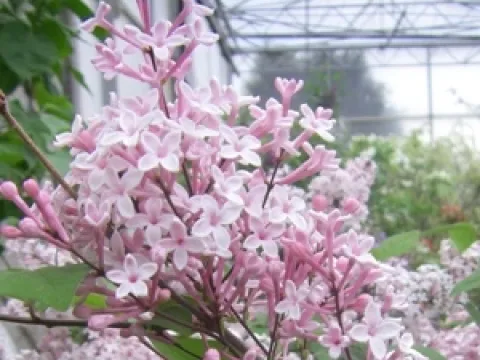 Syringa microphylla 'Superba'