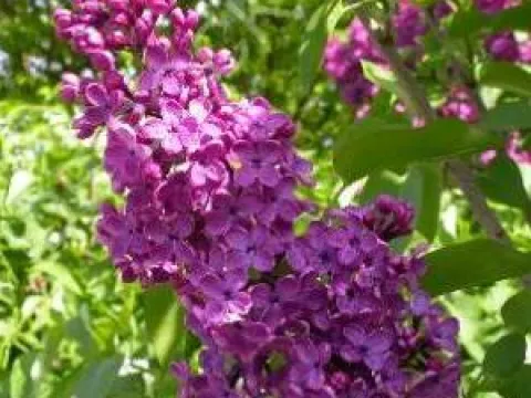 Syringa vulgaris 'Charles Joly'