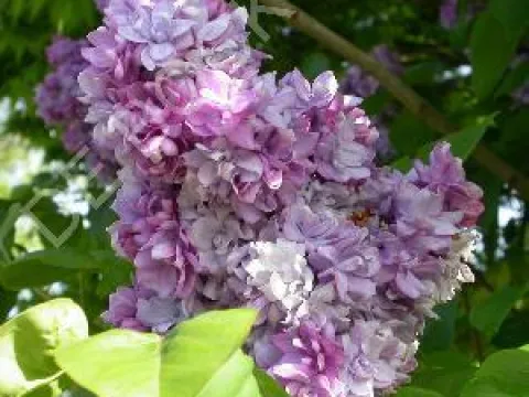 Syringa vulgaris 'Katherine Havemeyer'
