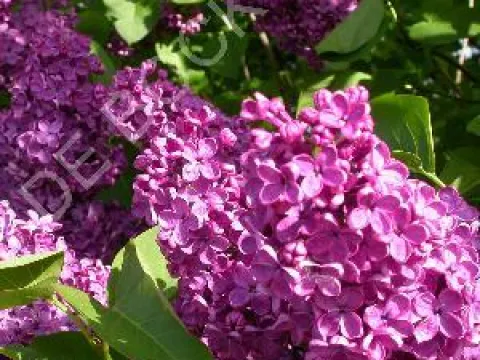 Syringa vulgaris 'Michel Buchner'