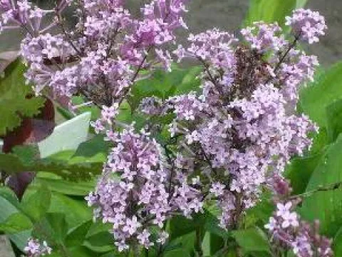 Syringa vulgaris 'Sensation'