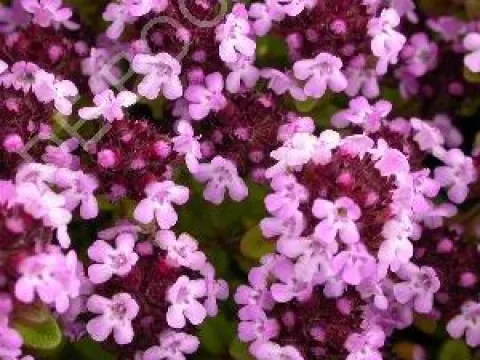 Thymus 'Doone Valley'