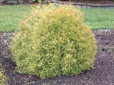 Thuja occidentalis 'Rheingold'