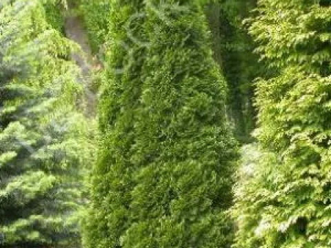 Thuja occidentalis 'Smaragd'