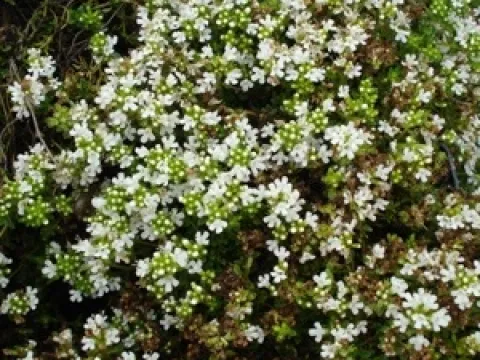 Thymus praecox 'Albiflorus'
