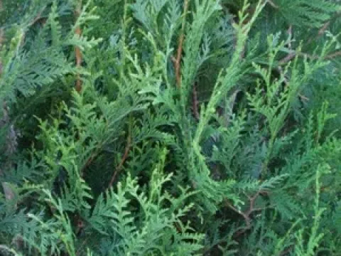 Thuja plicata 'Atrovirens'