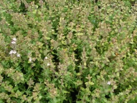 Thymus vulgaris 'Compactus'