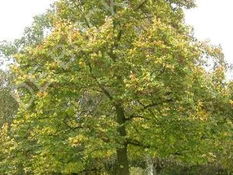 Tilia euchlora