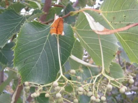 Tilia henryana
