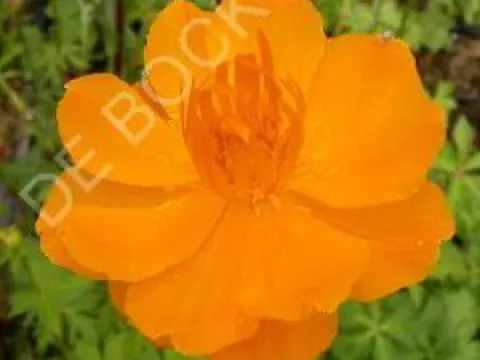 Trollius chinensis 'Golden Queen'