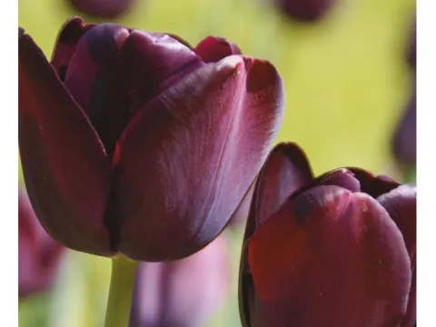 Tulipa 'Queen of The Night'
