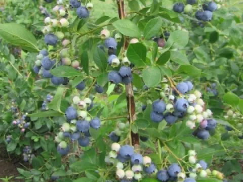 Vaccinium corymbosum 'Berkeley'