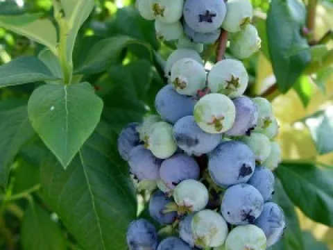 Vaccinium corymbosum 'Jersey'