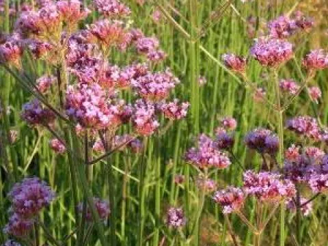 Verbena bonariensis