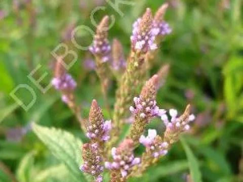Verbena hastata