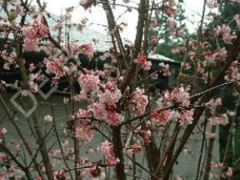 Viburnum bodnantense 'Charles Lamont'