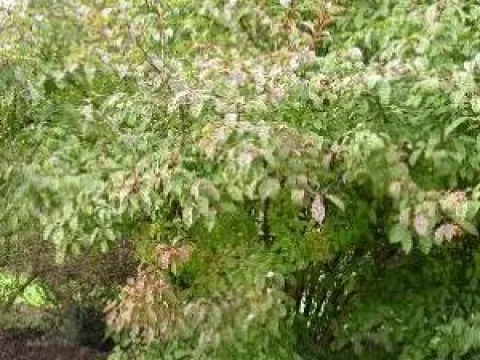 Viburnum bodnantense 'Dawn'