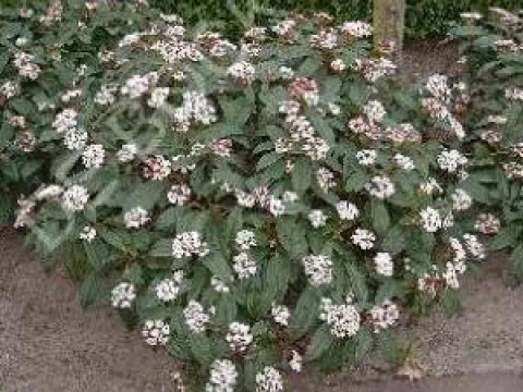 Viburnum davidii