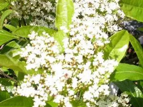 Viburnum nudum 'Pink Beauty'