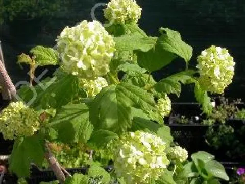 Viburnum opulus 'Roseum'