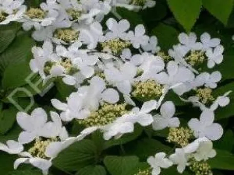 Viburnum plicatum 'Mariesii'