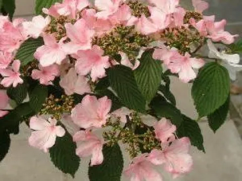 Viburnum plicatum 'Pink Beauty'