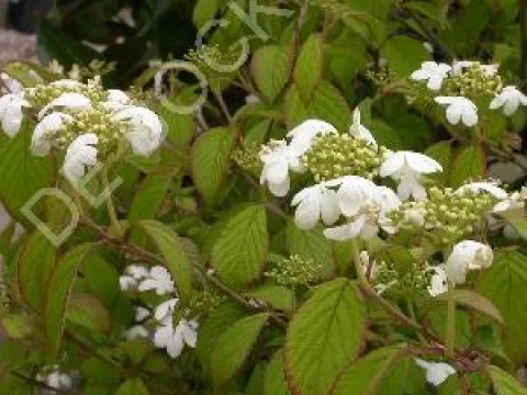 Viburnum plicatum 'Summer Snowflake'