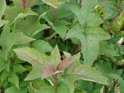 Viburnum sargentii 'Onondaga'