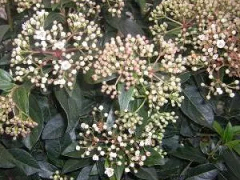 Viburnum tinus
